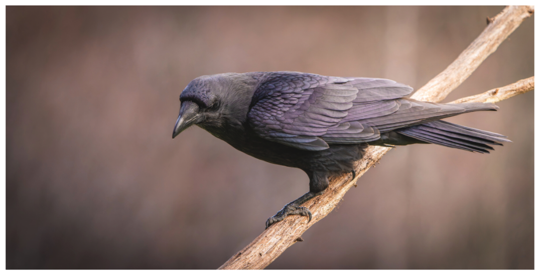 Main image The man in black