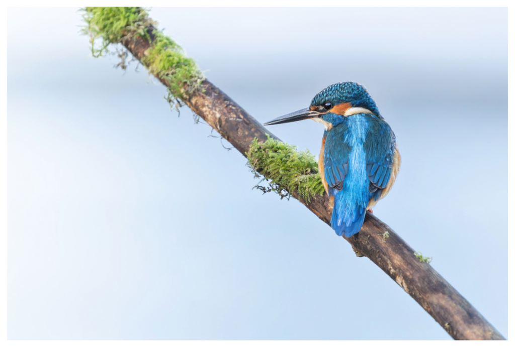 Main image King of the river