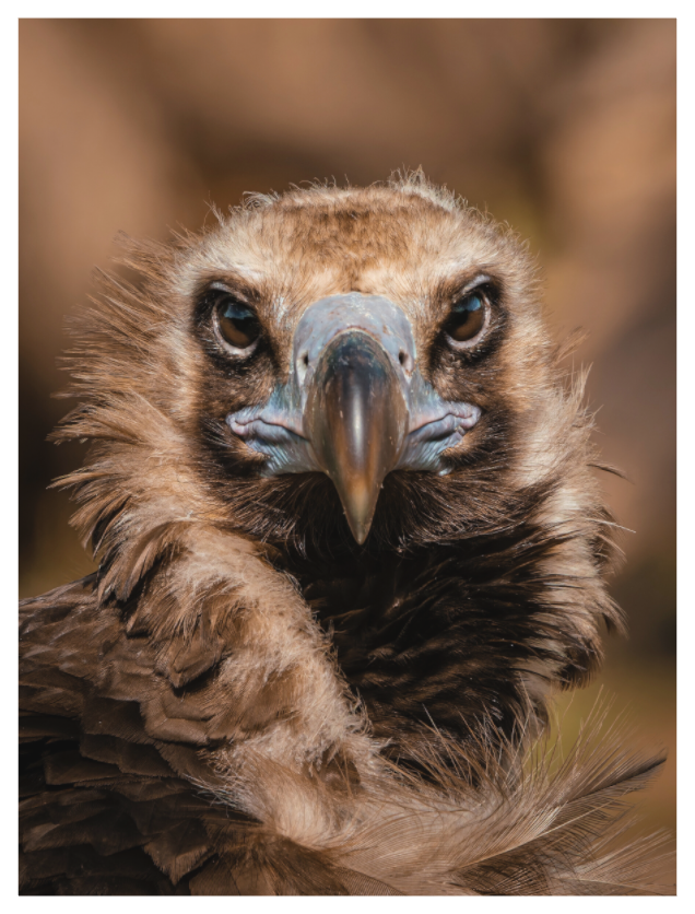 Main image Death and glamour