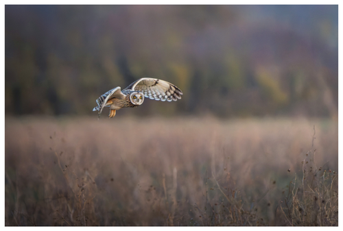 Main image Dusky Owl